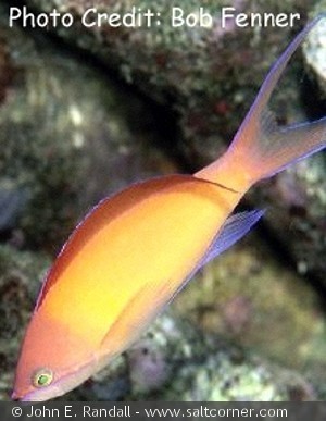 Pseudanthias ignitus