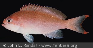 Pseudanthias hypselosoma