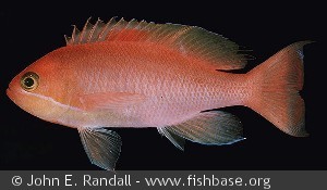 Pseudanthias hypselosoma - Maldiverne