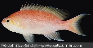 Pseudanthias hutomoi