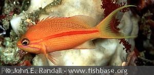 Pseudanthias fasciatus