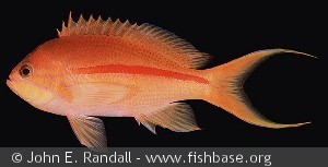 Pseudanthias fasciatus - Taiwan