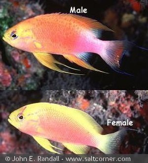 Pseudanthias hawaiinsis Hannen øverst Hunnen nederst