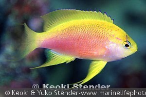 Pseudanthias hawaiiensis - Hun
