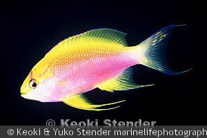 Pseudanthias hawaiiensis - Hun
