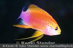 Pseudanthias hawaiiensis - Han