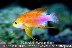 Pseudanthias hawaiiensis - Han
