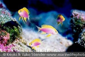 Pseudanthias hawaiiensis - Hunner