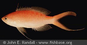 Pseudanthias lori - Filippinerne