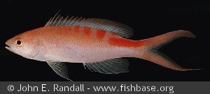 Pseudanthias lori - Fransk Polynesien