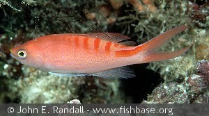 Pseudanthias lori - Indonesien