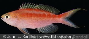 Pseudanthias aurulentus
