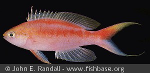 Pseudanthias aurulentus - Fanning Øen