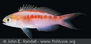 Pseudanthias aurulentus - Juleøen