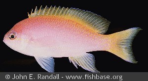 Pseudanthias bimaculatus - Indonesien