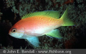 Pseudanthias bimaculatus - Indonesien