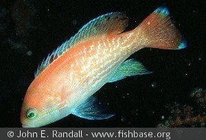 Pseudanthias bimaculatus - Indonesien