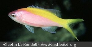 Pseudanthias evansi