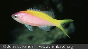 Pseudanthias evansi - Maldiverne