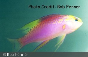 Pseudanthias ventralis