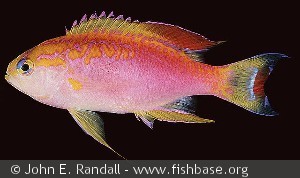 Pseudanthias ventralis - Ny Caledonien