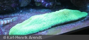 Herpolitha limax