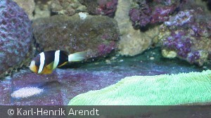 Herpolitha limax