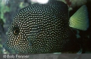 Zebrasoma gemmatum