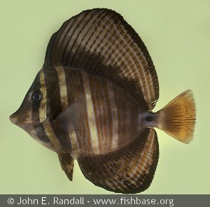 Zebrasoma veliferum - Hawaii