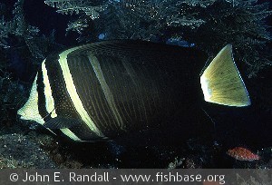 Zebrasoma veliferum - Indonesien