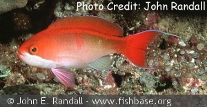 Pseudanthias cooperi