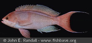 Pseudanthias cooperi - Mauritius