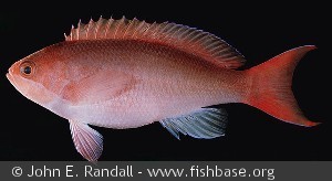 Pseudanthias cooperi - Mauritius