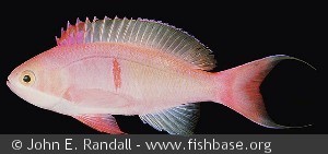 Pseudanthias cooperi - Fanning øen