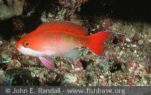 Pseudanthias cooperi - Seychellerne