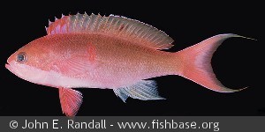 Pseudanthias cooperi - Marshall øerne