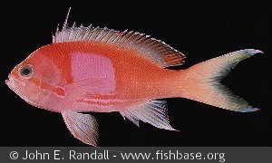 Pseudanthias pleurotania - Guam