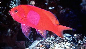 Pseudanthias pleurotania - Indonesien
