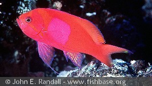 Pseudanthias pleurotania - Indonesien superfarvet han