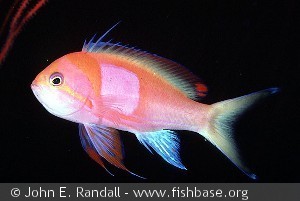 Pseudanthias pleurotania - Palau