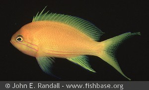 Pseudanthias pleurotania - Palau-hun