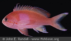 Pseudanthias pleurotania - Salemon øerne