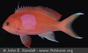 Pseudanthias pleurotania - Sesoko øen