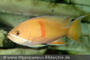 Pseudoanthias rubrizonatus