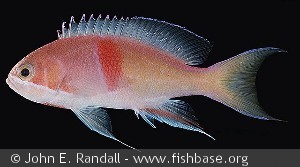Pseudanthias rubrizonatus - Papa Ny Guinea