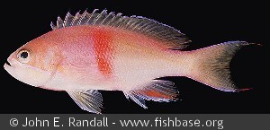 Pseudanthias rubrizonatus - Salemon øerne
