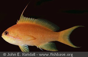 Pseudanthias squamipinnis - Salemon øerne