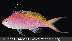 Pseudanthias bartlettorum - Fanning Øen
