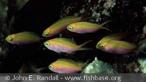 Pseudanthias bartlettorum - Fanning Øen