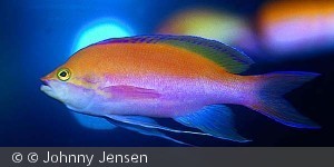 Pseudanthias bicolor